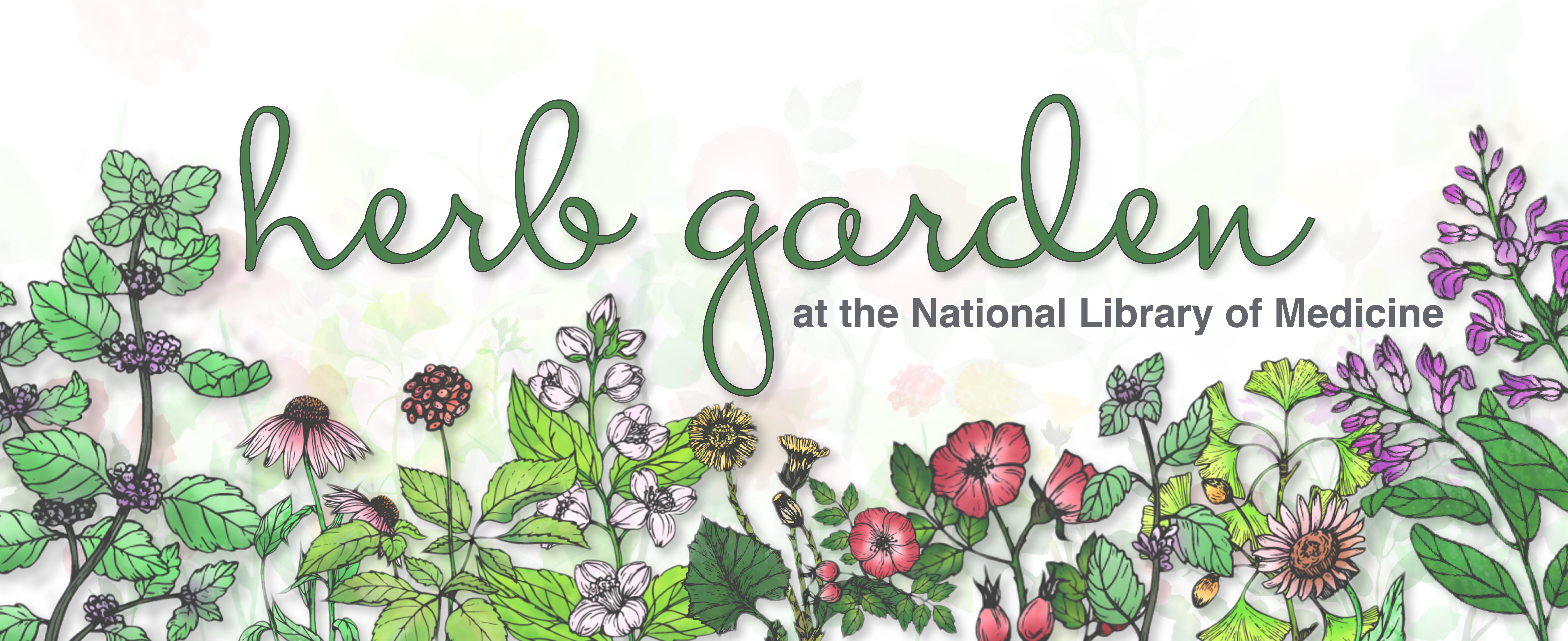 NLM in Bloom: Master Gardeners Are Growing a Special Space